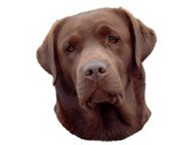 labrador brun mini dekal