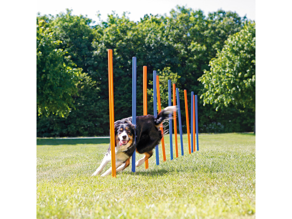 12 Agility slalom pinde 115cm