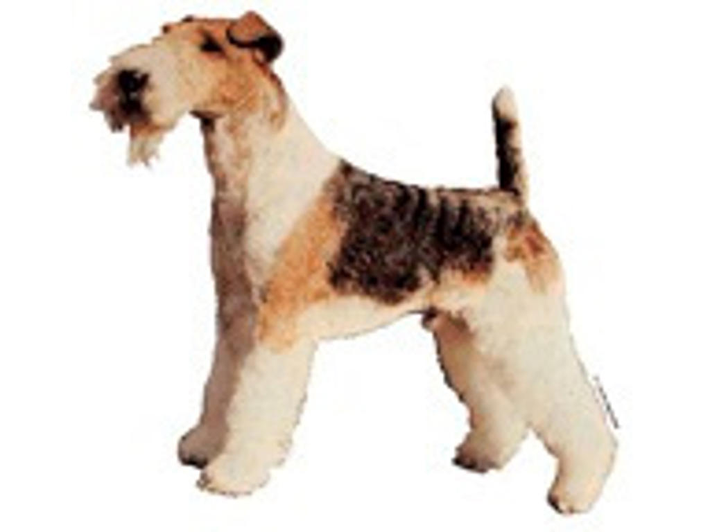 KW FOX TERRIER 14 CM / 2 STK