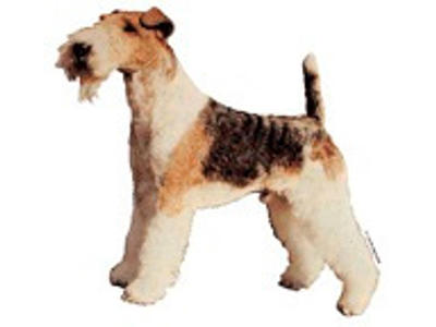 KW FOX TERRIER 14 CM / 2 STK