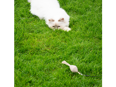 D&D CAT Kattelegetøj PAHVI 3 stk