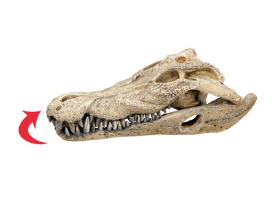 NOBBY KRANIUM AKVARIEDEKORATION 26 X 14 X 9  CM