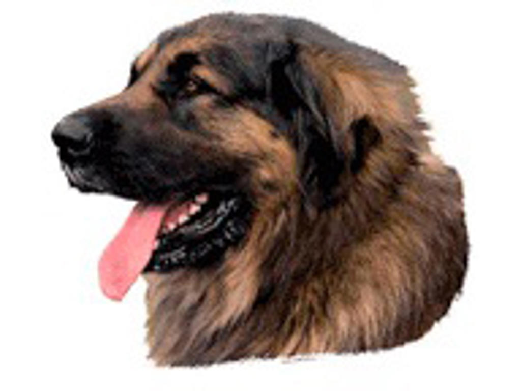 KW LEONBERGER 14 CM / 2 STK