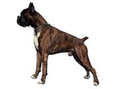 KW BOXER 7.5 CM / 4 STK