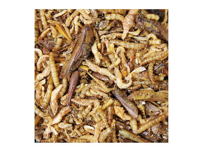 Jr Farm Protein Cocktail 75gr