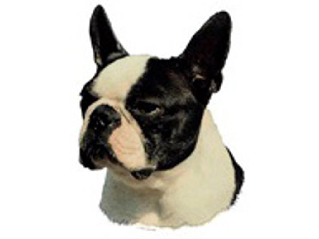 KW BOSTON TERRIER 18 CM / 2 STK