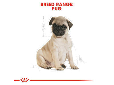 Royal Canin Pug Puppy 1,5 kg – Hvalpefoder til Mops fra 8 Uger til 10 Måneder