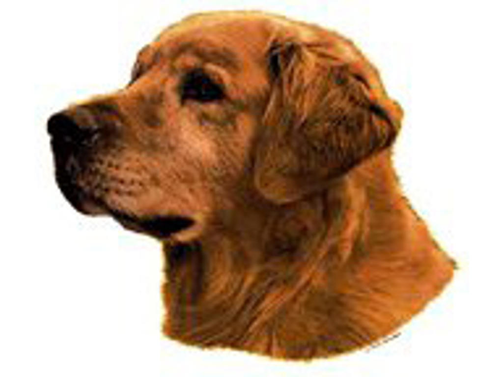 KW DEKAL GOLDEN RETRIEVER LILLE