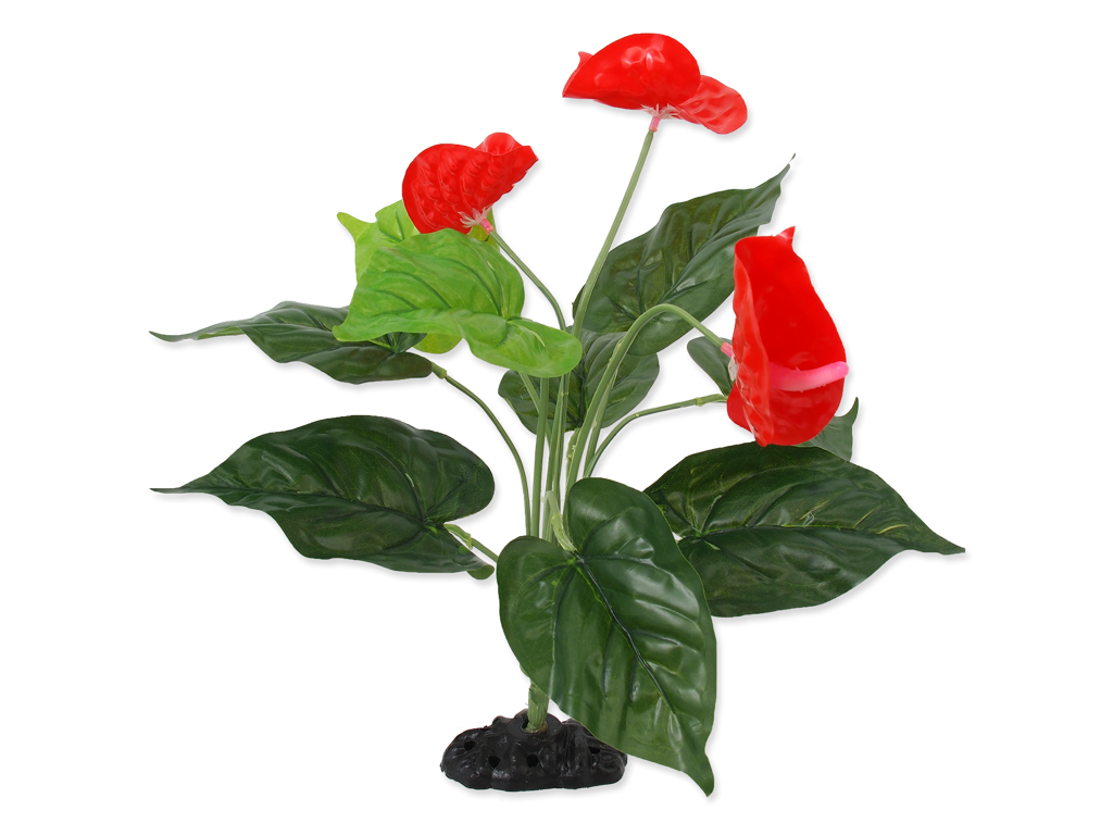 Plante Anthurium