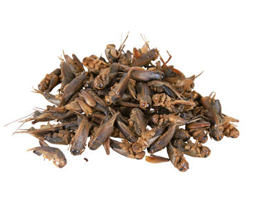 Fårekyllinger, tørrede 250ML