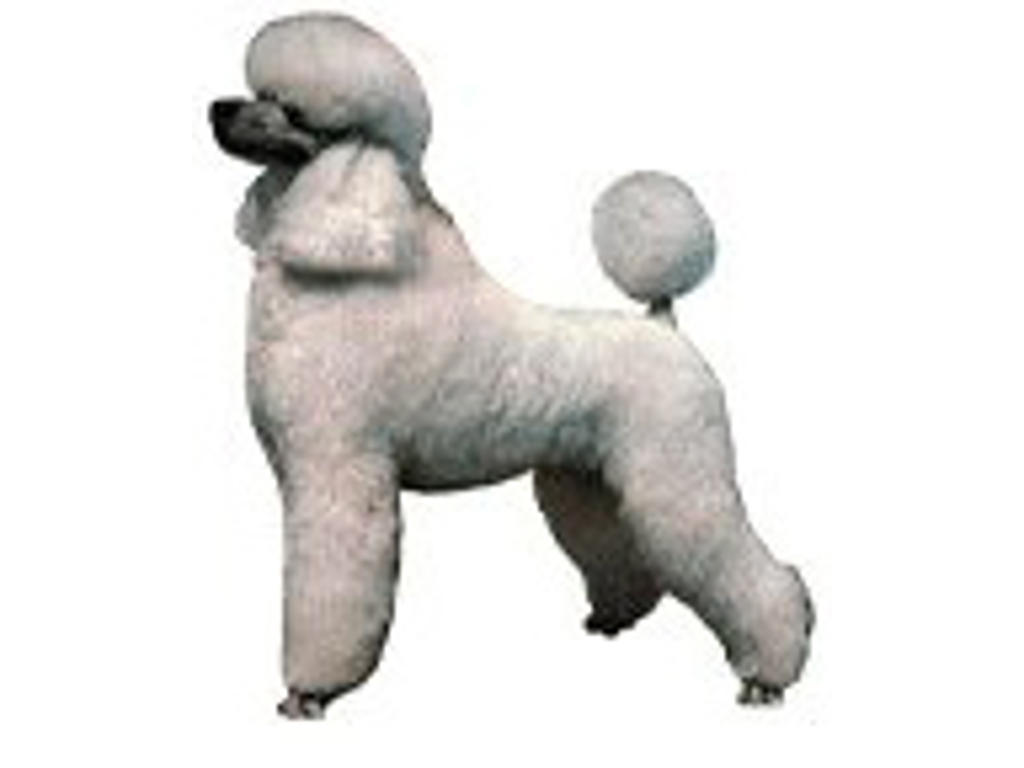 KW PUDEL HVID 7.5 CM / 4 STK