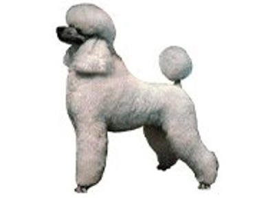 KW PUDEL HVID 7.5 CM / 4 STK