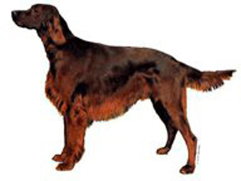 KW IRSK SETTER 6 CM / 4 STK