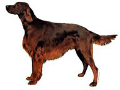 KW IRSK SETTER 6 CM / 4 STK