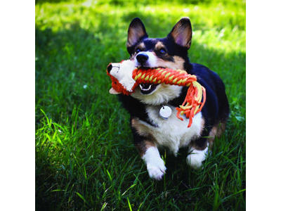 Kong winders fox 21x4x4 CM