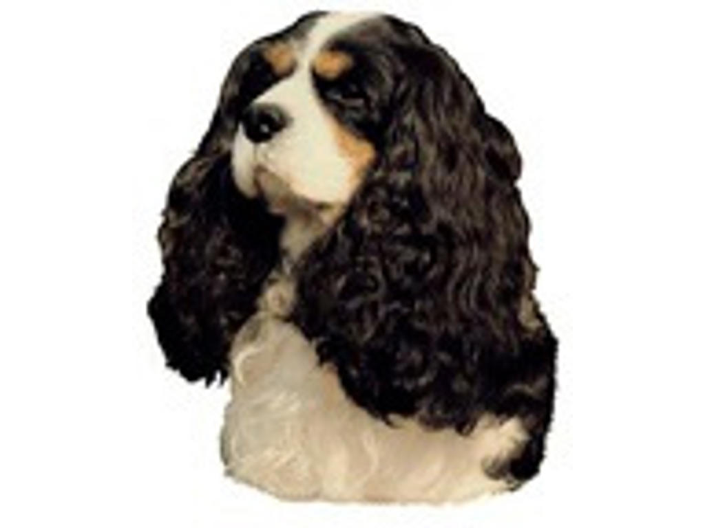 KW DEKAL LILLE CAVALIER KING CHARLES SPANIEL