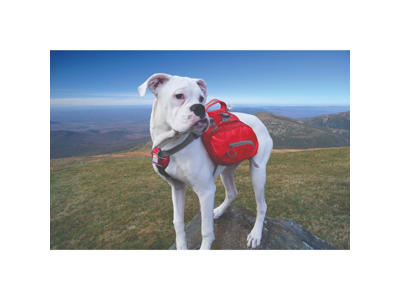 Kurgo stor baxter backpack - rød