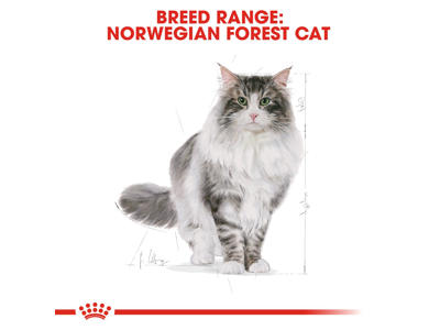 Royal Canin Norwegian Forest Cat 10 kg – Tørfoder til voksne norske skovkatte