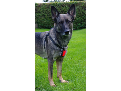 KW BLINK M/STROPPER 6CM