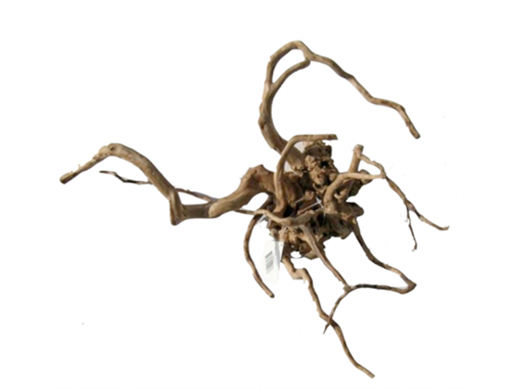 Desert root L 45-58 cm. ks. á 10 stk.