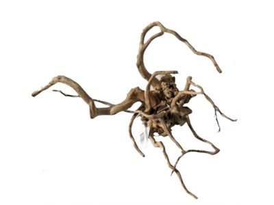 Desert root L 45-58 cm. ks. á 10 stk.