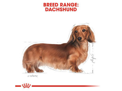 BHN DACHSHUND 7,5 KG
