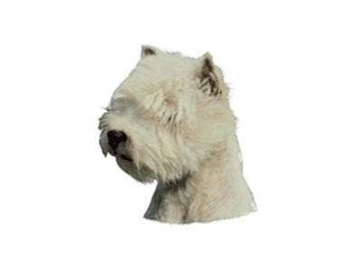 WEST HIGHL.WHITE TERRIER MINI DEKAL PS/4
