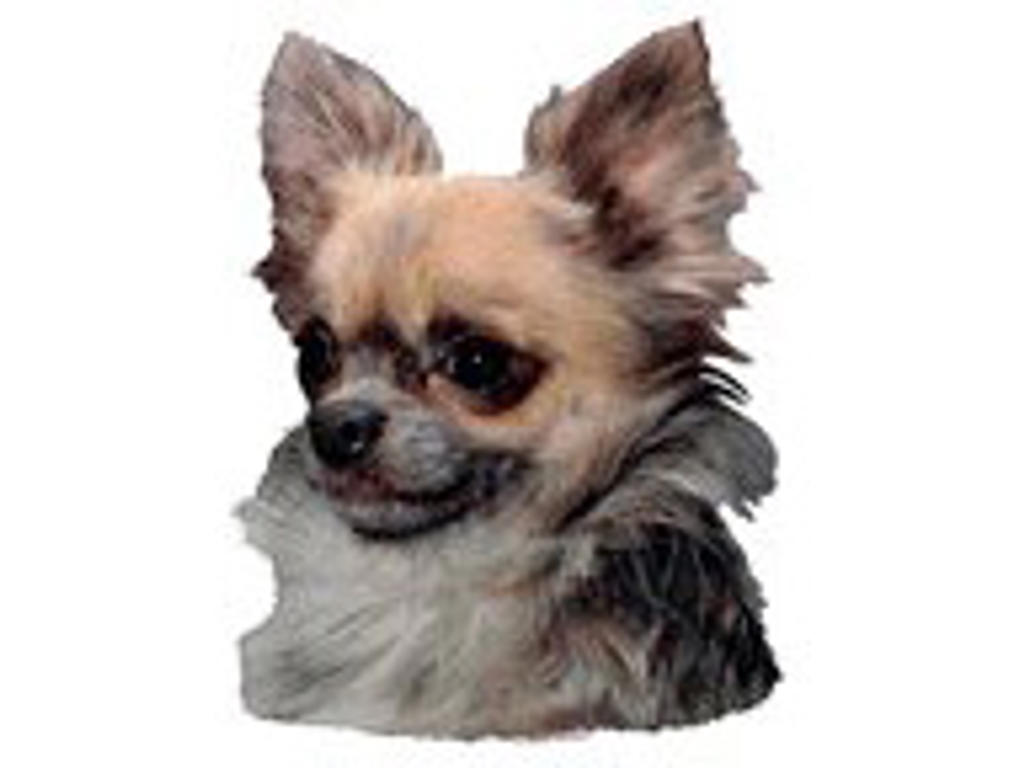 KW CHIHUAHUA LANGHÅR 7.5 CM / 4 STK