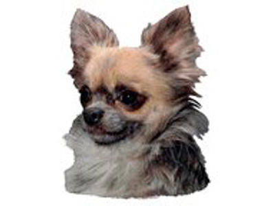 KW CHIHUAHUA LANGHÅR 7.5 CM / 4 STK
