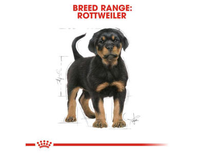 BHN Rottweiler Junior 12 KG