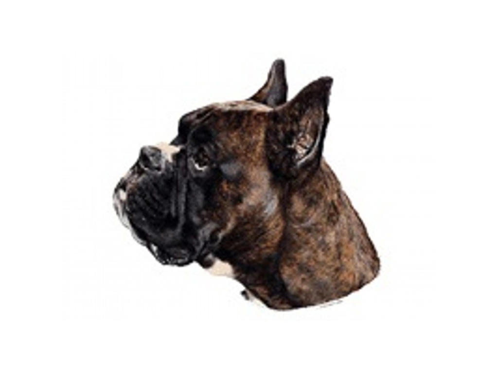 BOXER KUP MINI DEKAL PS/4
