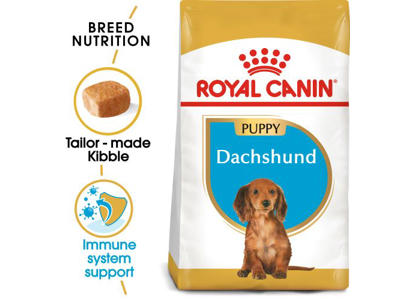 Dachshund Junior 1,5 KG