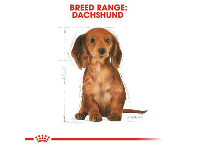 Dachshund Junior 1,5 KG