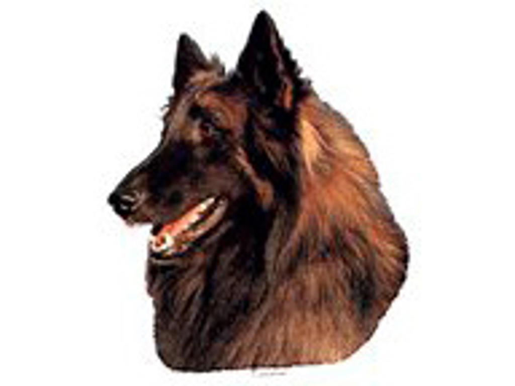 KW TERVUREN 7.5 CM / 4 STK