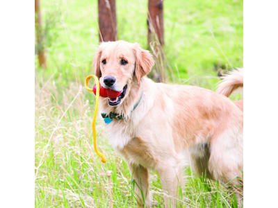 Kong classic m. rep L