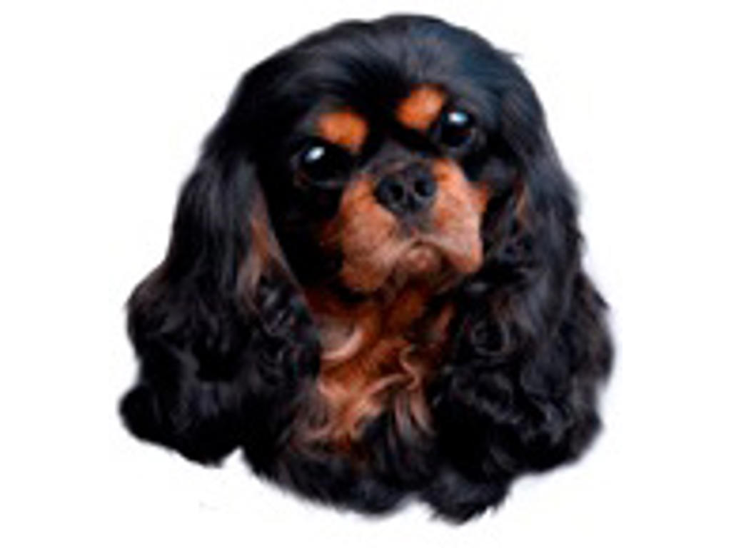 KW CAVALIER KING CHARLES SPANIEL 8 CM / 4 STK