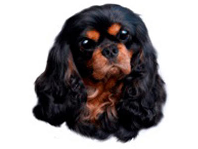 KW CAVALIER KING CHARLES SPANIEL 8 CM / 4 STK
