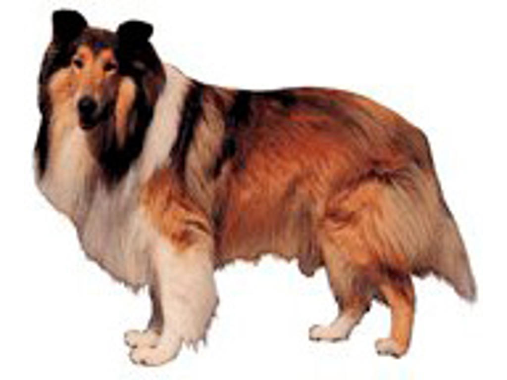 KW COLLIE  5.5 CM / 4 STK