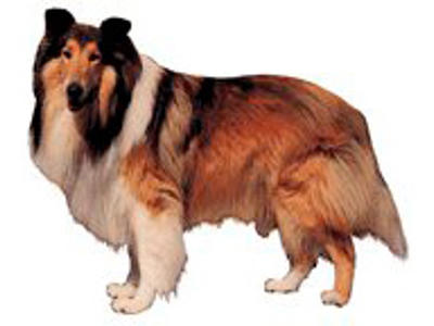 KW COLLIE  5.5 CM / 4 STK