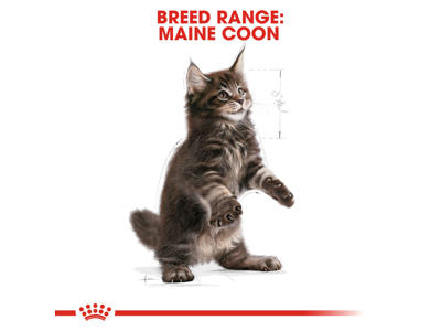 FBN MAINE COON KITTEN KATTEMAD 10 KG

