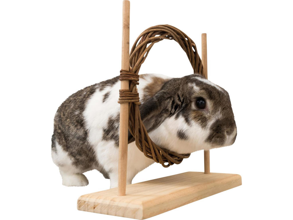 Aktivitets sæt med forhindring og ring 28x26x12 cm