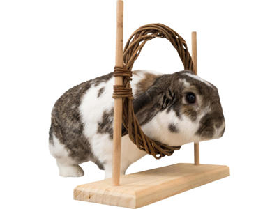 Aktivitets sæt med forhindring og ring 28x26x12 cm