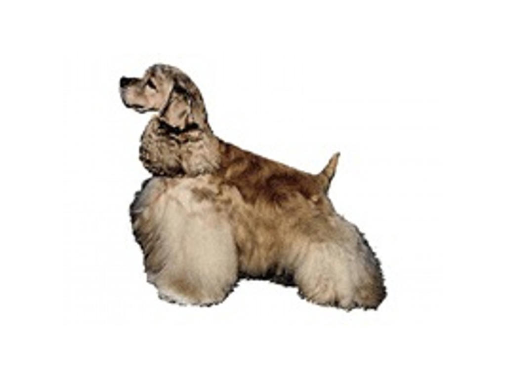 AM.COCKER SPANIEL HEL MINI DEKAL PS/4
