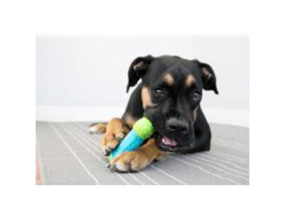 KONG CORESTRENGTH BONE M/L 17x7x3 CM
