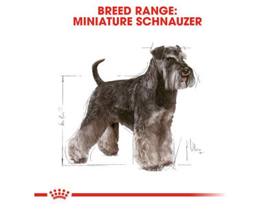BHN Miniature Schnauzer 7,5 KG