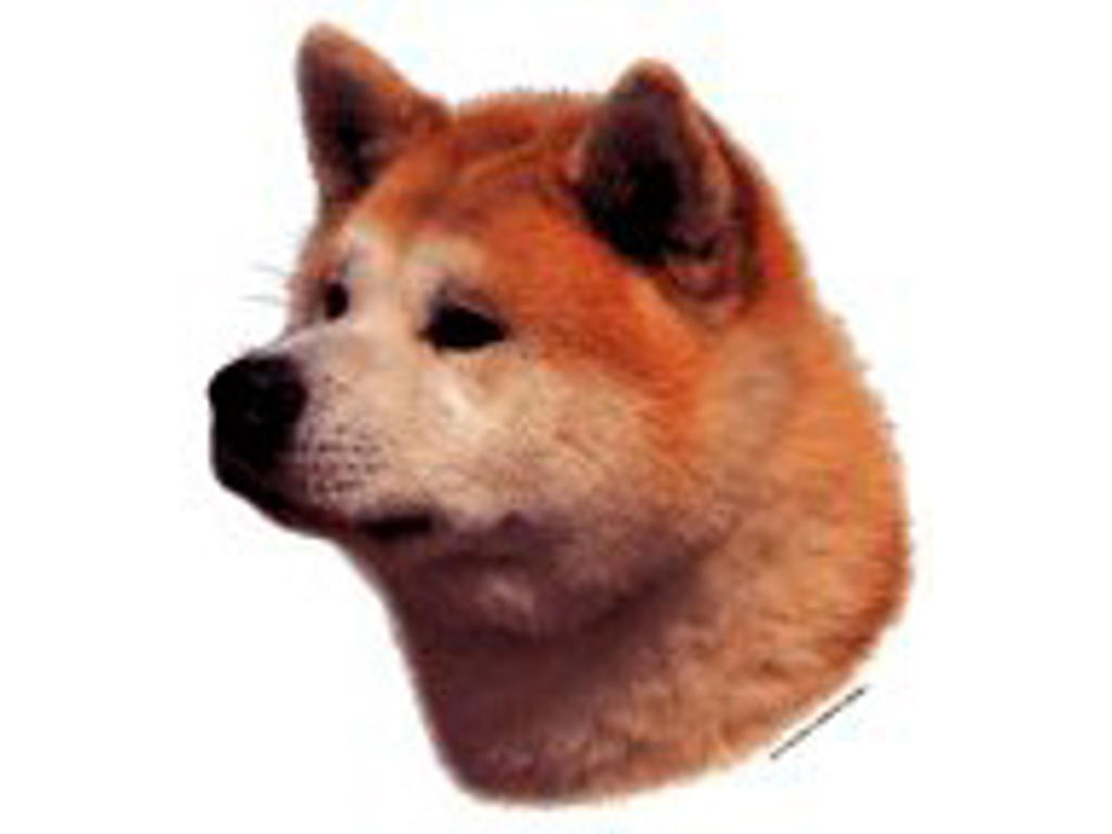 KW AKITA INU RØD OG HVID 8 CM / 4 STK