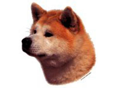 KW AKITA INU RØD OG HVID 8 CM / 4 STK