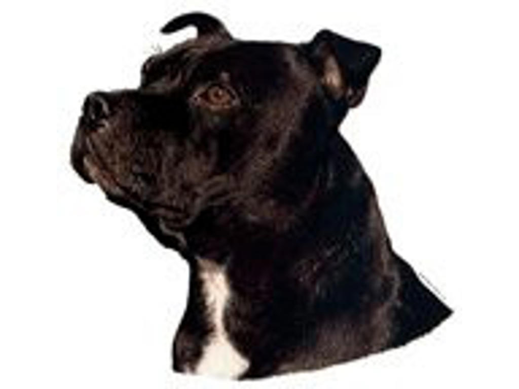 KW STAFFORDSHIRE BULL TERRIER 7 CM / 4 STK