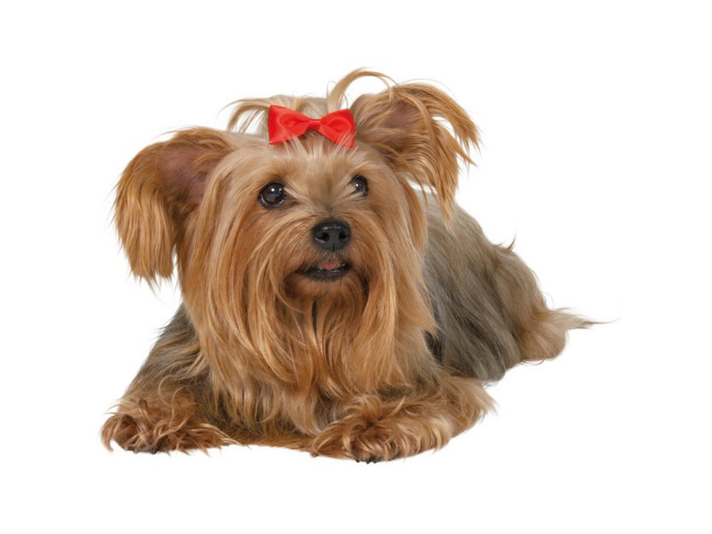 Hårsløjfer 
Størrelse : 10 stk
