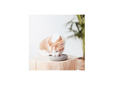 District 70 bamboo cat bowl merengue